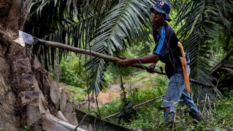 Harga Referensi CPO Juni 2026 Turun Imbas Penurunan Permintaan dari India